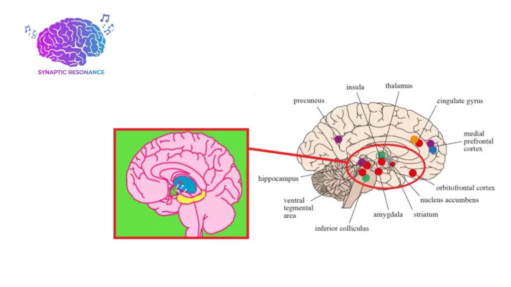 Synaptic Resonance Benefits